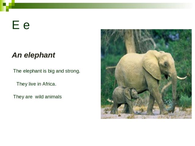 E e An elephant The elephant is big and strong. They live in Africa. They are wild animals