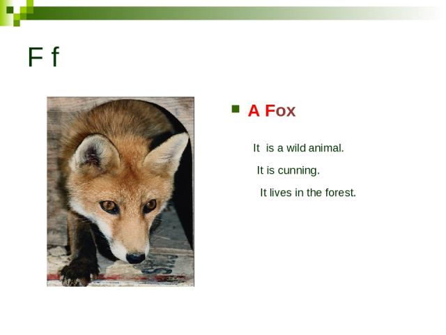 F f A Fox It is a wild animal. It is cunning. It lives in the forest.