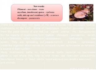 New words: Filament – нить tissue - ткань mycelium, (mushroom) spawn – грибница