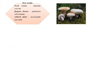 New words: Food wastes - пищевые отходы fungous disease - грибковое заболевание
