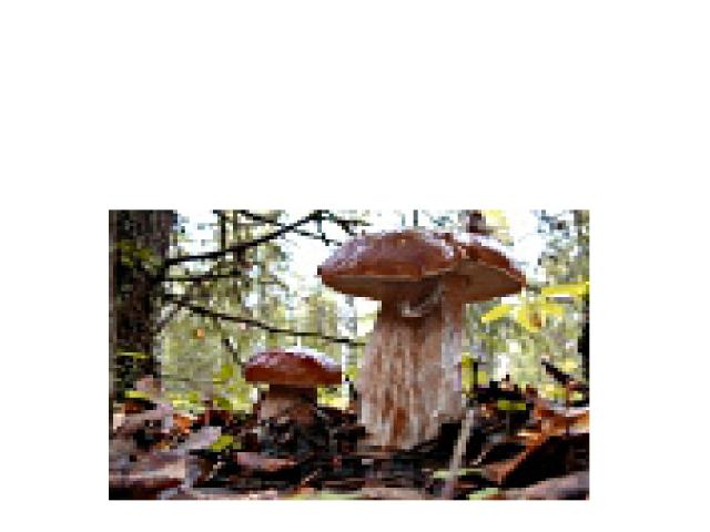 Грибы Mushrooms