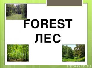 FOREST ЛЕС