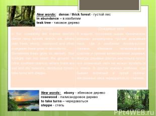 New words: dense / thick forest - густой лес in abundance – в изобилии teak tree