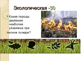 Экологическая -30 Какие породы деревьев наиболее уязвимые при лесном пожаре?