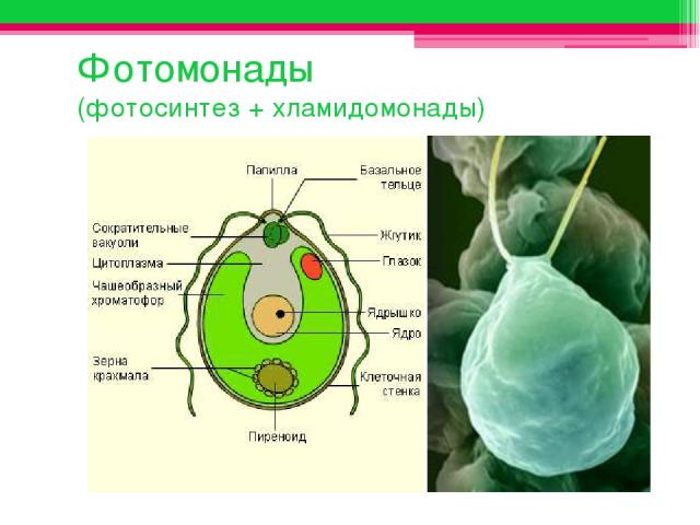 Фотомонады (фотосинтез + хламидомонады)