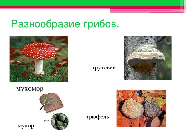 Разнообразие грибов. мухомор трутовик мукор трюфель