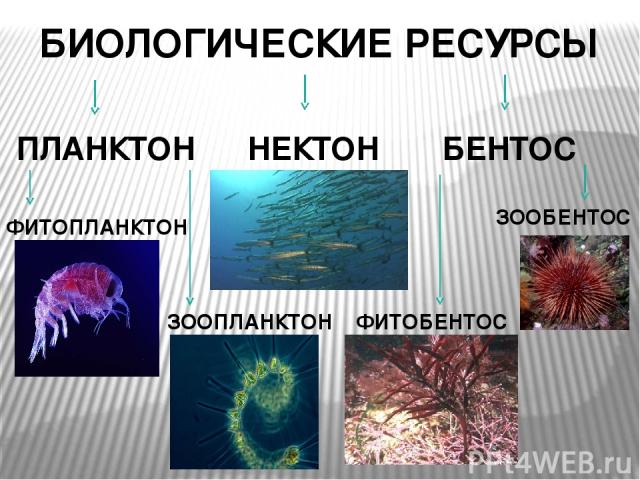 Нектон группа организмов. Планктон Нектон бентос. Планктон Нектон бентос схема. Планктон бентос перифитон. Планктон Нектон и ментос.