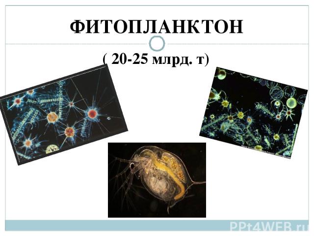 Фитопланктон образован. Фитопланктон. Презентация на тему фитопланктон. Фитопланктон виды. Фитопланктон примеры.