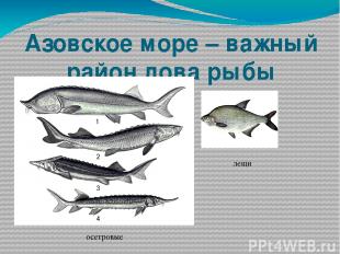 Азовское море – важный район лова рыбы осетровые лещи