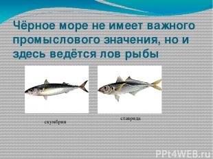 Чёрное море не имеет важного промыслового значения, но и здесь ведётся лов рыбы