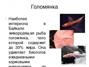Голомянка Наиболее интересна в Байкале живородящая рыба голомянка, тело которой