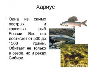 Хариус Одна из самых пестрых и красивых рыб России. Вес его достигает от 500 до
