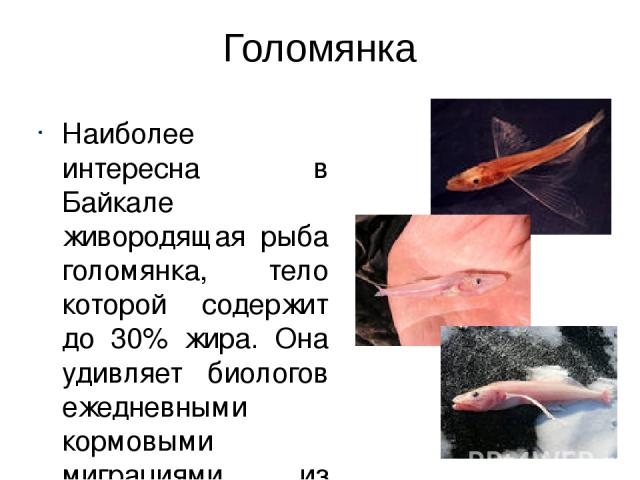 Голомянка Наиболее интересна в Байкале живородящая рыба голомянка, тело которой содержит до 30% жира. Она удивляет биологов ежедневными кормовыми миграциями из глубин на мелководье.