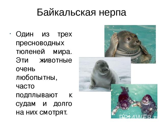 Байкальская нерпа Один из трех пресноводных тюленей мира. Эти животные очень любопытны, часто подплывают к судам и долго на них смотрят.