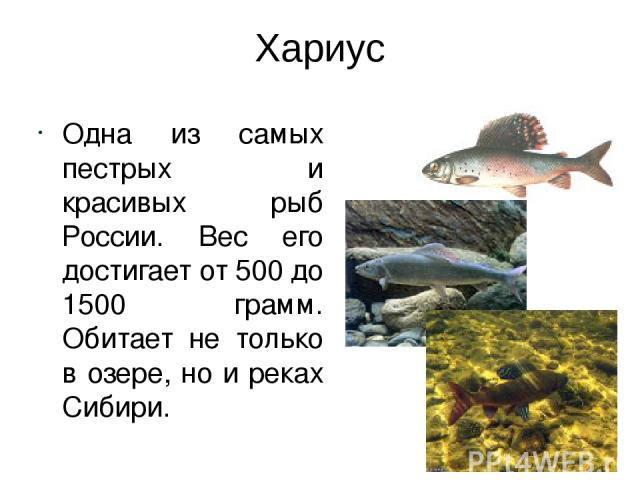 Хариус Одна из самых пестрых и красивых рыб России. Вес его достигает от 500 до 1500 грамм. Обитает не только в озере, но и реках Сибири.