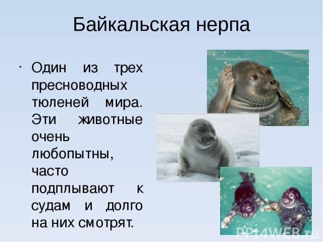 Байкальская нерпа Один из трех пресноводных тюленей мира. Эти животные очень любопытны, часто подплывают к судам и долго на них смотрят.