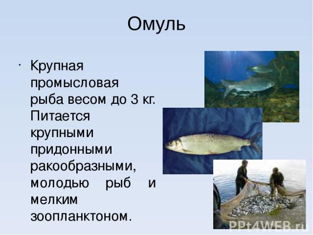 Омуль Крупная промысловая рыба весом до 3 кг. Питается крупными придонными ракообразными, молодью рыб и мелким зоопланктоном.