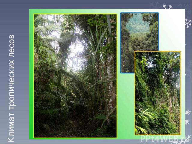 Климат тропических лесов