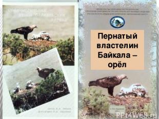Пернатый властелин Байкала – орёл