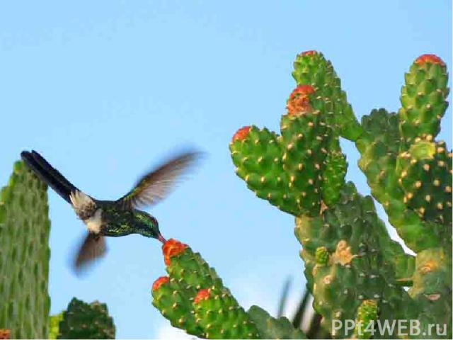 Самая маленькая птица(вес-1,6-1,8г, длина -5,5см)-колибри