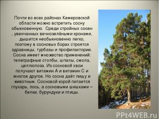Почти во всех районах Кемеровской области можно встретить сосну обыкновенную. Ср