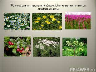 Разнообразны и травы в Кузбассе. Многие из них являются лекарственными.