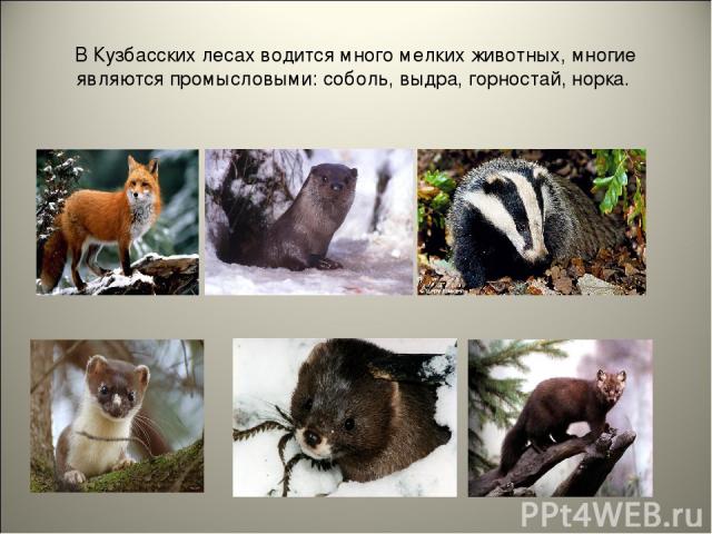 В Кузбасских лесах водится много мелких животных, многие являются промысловыми: соболь, выдра, горностай, норка.