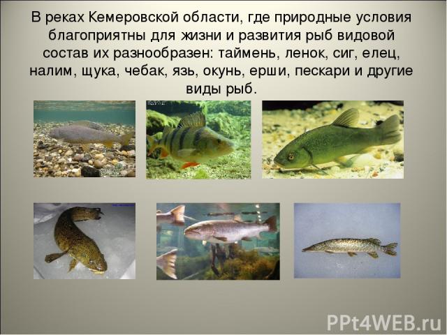 В реках Кемеровской области, где природные условия благоприятны для жизни и развития рыб видовой состав их разнообразен: таймень, ленок, сиг, елец, налим, щука, чебак, язь, окунь, ерши, пескари и другие виды рыб.