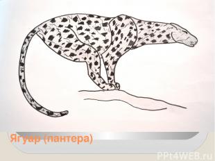 Ягуар (пантера)