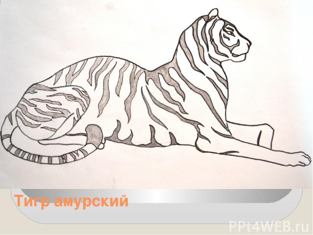 Тигр амурский