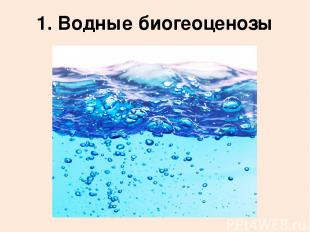 1. Водные биогеоценозы