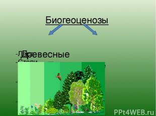 Биогеоценозы Древесные Травянистые -Леса -Степи -Прерии -Луга