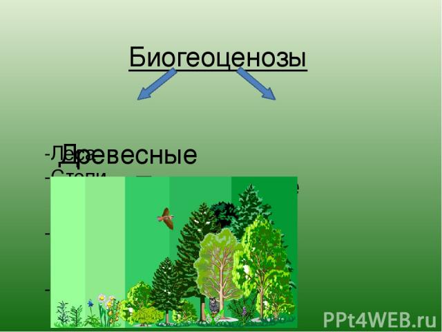 Биогеоценозы Древесные Травянистые -Леса -Степи -Прерии -Луга