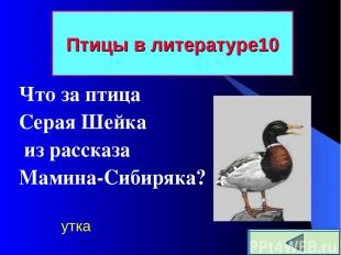 Что за птица Серая Шейка из рассказа Мамина-Сибиряка? Птицы в литературе 10 утка
