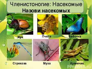 Членистоногие: Насекомые Назови насекомых Жук Пчела Бабочка Стрекоза Муха Кузнеч