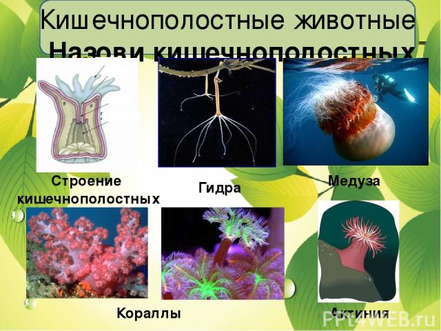 Кишечнополостные животные Назови кишечнополостных Строение кишечнополостных Гидра Медуза Кораллы Актиния