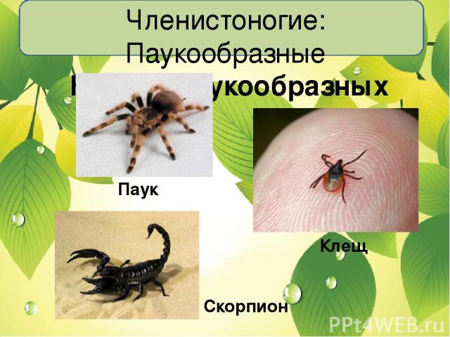 Членистоногие: Паукообразные Назови паукообразных Паук Клещ Скорпион