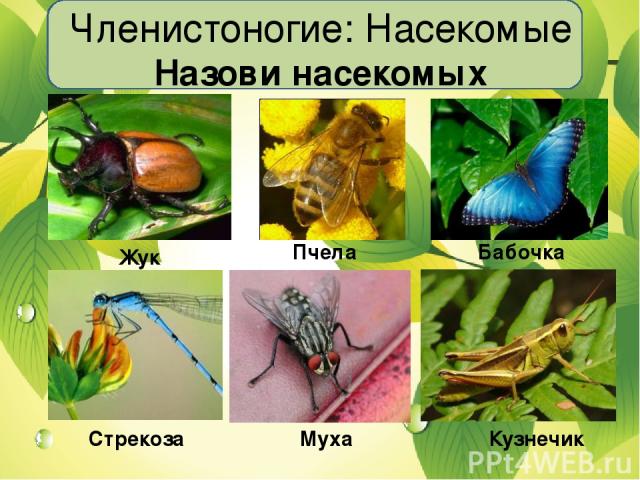 Членистоногие: Насекомые Назови насекомых Жук Пчела Бабочка Стрекоза Муха Кузнечик