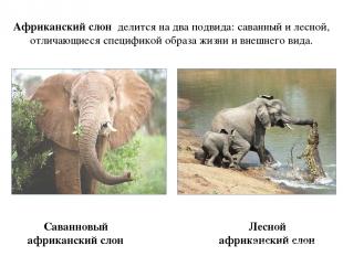 Саванновый африканский слон Африканский слон делится на два подвида: саванный и