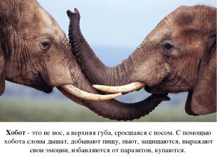 Хобот - это не нос, а верхняя губа, сросшаяся с носом. С помощью хобота слоны ды