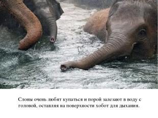 Слоны очень любят купаться и порой залезают в воду с головой, оставляя на поверх
