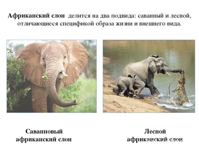 Саванновый африканский слон Африканский слон делится на два подвида: саванный и лесной, отличающиеся спецификой образа жизни и внешнего вида. Лесной африканский слон