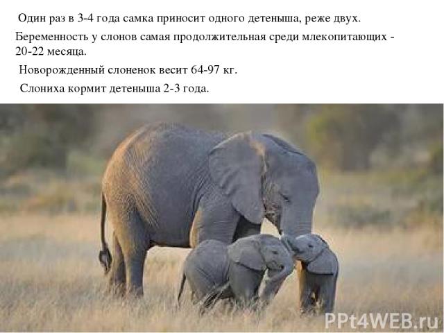 Один раз в 3-4 года самка приносит одного детеныша, реже двух. Новорожденный слоненок весит 64-97 кг.  Слониха кормит детеныша 2-3 года.  Беременность у слонов самая продолжительная среди млекопитающих - 20-22 месяца.