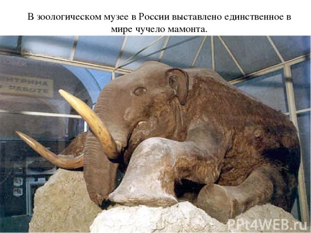 В зоологическом музее в России выставлено единственное в мире чучело мамонта.