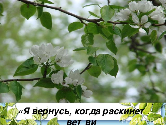 «Я вернусь, когда раскинет ветви По-весеннему наш белый сад…»
