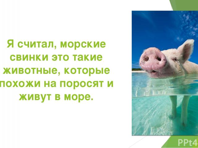 Я считал, морские свинки это такие животные, которые похожи на поросят и живут в море.