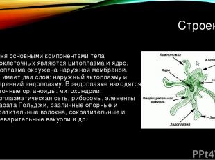 Строение Двумя основными компонентами тела одноклеточных являются цитоплазма и я