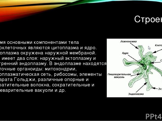 Строение Двумя основными компонентами тела одноклеточных являются цитоплазма и ядро. Цитоплазма окружена наружной мембраной. Она имеет два слоя: наружный эктоплазму и внутренний эндоплазму. В эндоплазме находятся клеточные органоиды: митохондрии, эн…