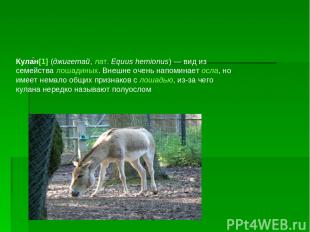 Кула н[1] (джигетай, лат. Equus hemionus) — вид из семейства лошадиных. Внешне о