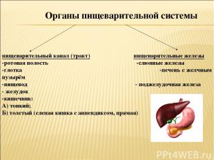 Органы пищеварительной системы пищеварительный канал (тракт) пищеварительные жел
